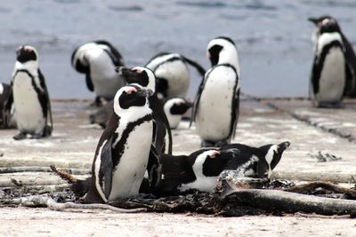 View of birds on beach