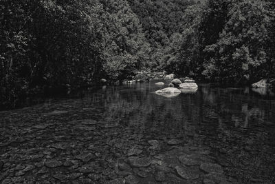 View of people in water at forest