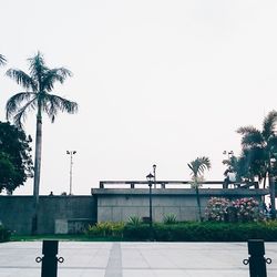 Palm trees against clear sky