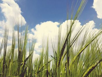 Scenic view of field against cloudy sky