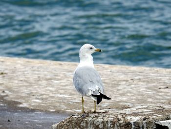 Close-up of seagull perching on shore