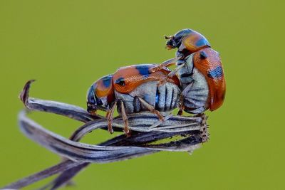 Close-up of insects mating on dead plant against green background