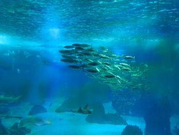 Fish swimming in aquarium