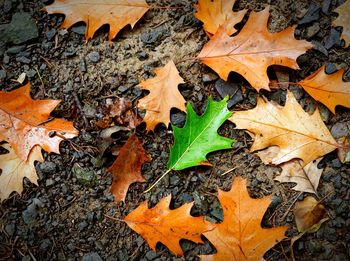 High angle view of autumn leaves on field