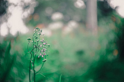 Close-up of flowering plant