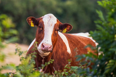 Portrait of a cow