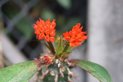Close-up of orange flowering plant