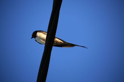 Directly below shot of swallow perching on cable against clear blue sky