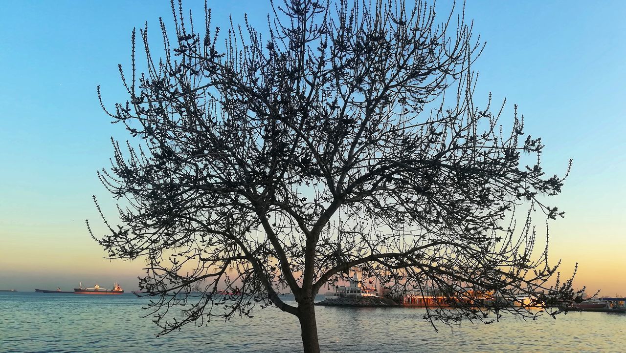 BARE TREE AGAINST SEA