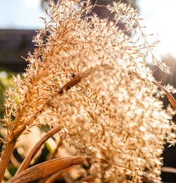 Close-up of wheat growing on field