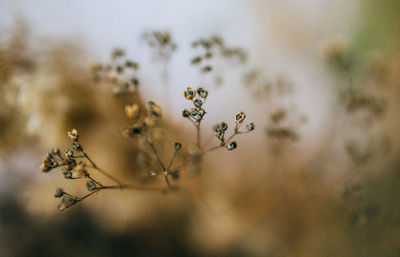 Close-up of flowering plant against sky