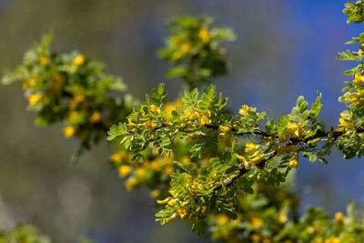 plant