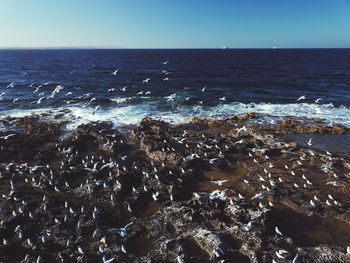 Scenic view of sea against clear sky