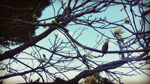 Low angle view of bare trees against sky