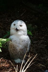 Close-up portrait of owl on field