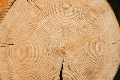 tree ring