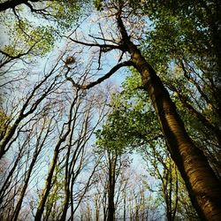 Low angle view of trees