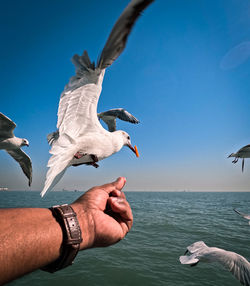 Close-up of seagull flying against sky