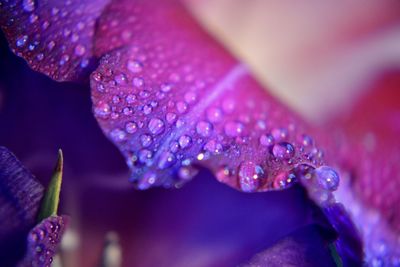 Close-up of water drops on purple flower