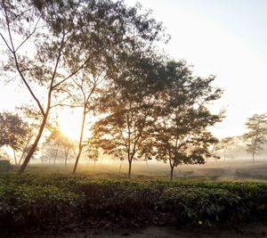 Trees on field against sky during sunset