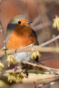 Portrait of a robin perched in a tree