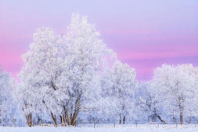 Trees on snow covered landscape