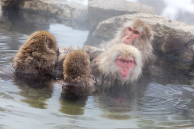 Japanese snow monkey in hot spring