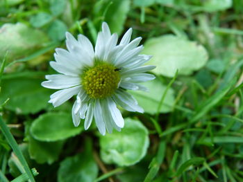 Close-up of white flower