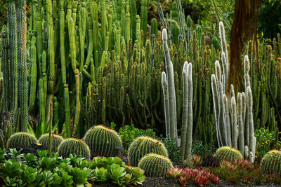 Close-up of plants in forest