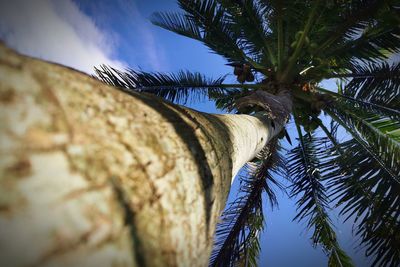 Low angle view of coconut palm tree against sky