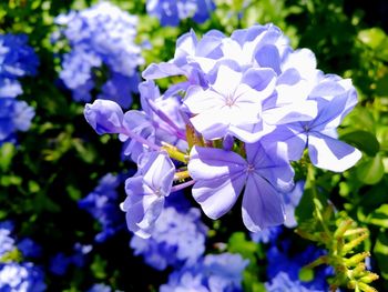 Close-up of purple flowers