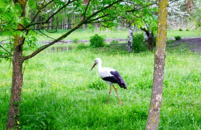 Bird perching on tree