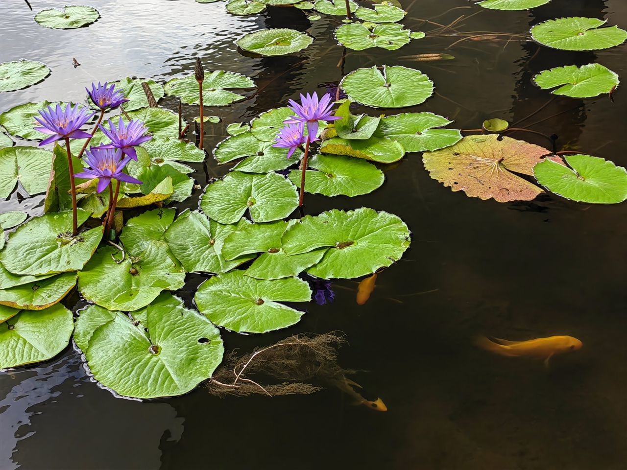 water, leaf, plant part, lake, flower, water lily, plant, nature, floating, floating on water, flowering plant, beauty in nature, green, lily, freshness, reflection, no people, growth, high angle view, lotus water lily, aquatic plant, day, tranquility, outdoors, fragility, close-up, water plant