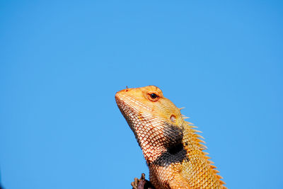 Low angle view of lizard against clear blue sky