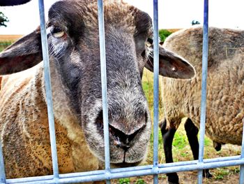 Close-up portrait of a sheep 