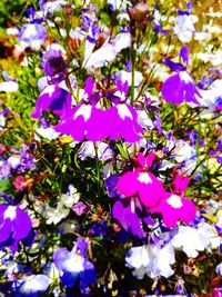 Close-up of purple flowering plant