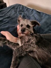 Portrait of dog sitting on sofa at home