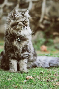 Portrait of a cat on field