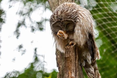 Close-up of owl perching on tree