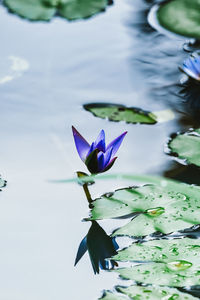 Lotus water lily in lake