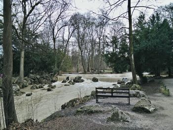 Trees growing in water