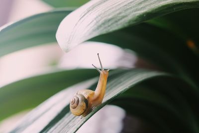 Close-up of snail on leaf