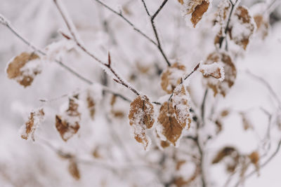 Frozen leafs covered in icycles