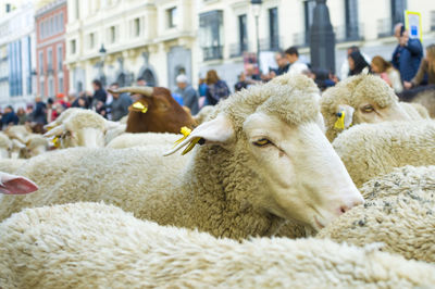 Sheep on field