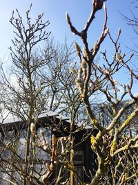 Low angle view of bare tree against sky