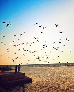 Flock of birds flying over sea
