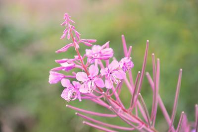 Close-up of pink flowering plant