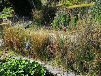 View of birds on land