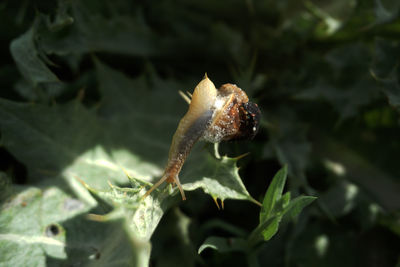 Close-up of a flower