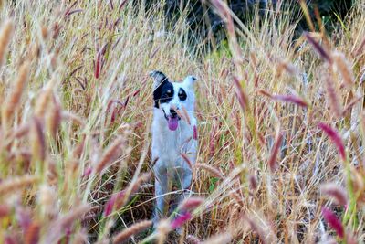 Dog running on field